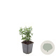 Euonymus fortunei radicans GM P9