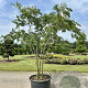 Albizia julibrissin 200-250 cm cont. 110L meerstammig