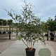 Betula nigra 300-350 cm cont. 150L meerstammig