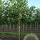 Betula papyrifera 10-12 HO draadkluit
