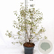 Betula pendula 50-60 cm 3,0L