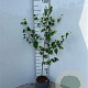 Betula pendula 80-100 cm 2,0L