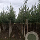 Betula pendula 6-8 HO draadkluit