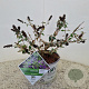 Buddleja 'Blue Chip' 30-35 cm 3,0L