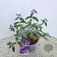 Buddleja Free Petite Blue Heaven 40-45 cm 2,5L