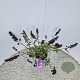 Buddleja Free Petite Tutti Fruitti 40-45 cm 2,5L