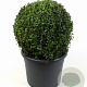 Buxus sempervirens 30 cm 7,5L bol