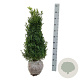 Buxus sempervirens 60-80 cm met kluit struik