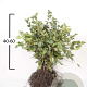 Carpinus betulus 40-60 cm wortelgoed