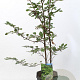 Carpinus betulus 80-100 cm 5,0L geveerd