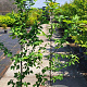 Carpinus betulus 175-200 cm 5,0L