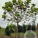 Catalpa bignonioides 'Aurea' 25-30 HO draadkluit