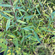 Fargesia nitida 'Black Pearl' 60-80 cm 5,0L