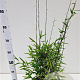 Fargesia nitida 'Black Pearl' 60-80 cm 5,0L