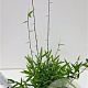 Fargesia nitida 'Black Pearl' 60-80 cm 5,0L