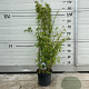 Fargesia nitida 'Volcano' 60-80 cm 5,0L