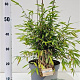 Fargesia nitida 'Volcano' 60-80 cm 5,0L