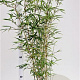 Fargesia robusta 'Campbell' 60-80 cm 5,0L