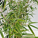 Fargesia robusta 'Campbell' 60-80 cm 5,0L
