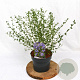 Ceanothus 'Concha' 30-40 cm 3,0L