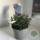 Ceanothus thyrsiflorus repens 10 cm 2,0L