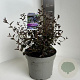 Ceanothus 'Tuxedo' 30-40 cm 5,0L