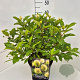 Cephalanthus occidentalis 35-40 cm 10L