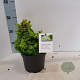 Chamaecyparis obtusa 15-20 cm 2,0L