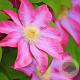 Clematis 'Asao' 80 cm rozenpot 2L