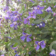Clematis 'Eriostemon' 80 cm rozenpot 2L