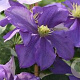Clematis 'General Sikorski' 80 cm rozenpot 2L
