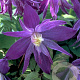 Clematis 'Jan Lindmark' 80 cm rozenpot 2L