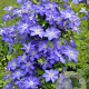 Clematis 'Stefan Franczak' 80 cm rozenpot 2L