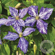 Clematis 'Tie Dye' 80 cm rozenpot 2L