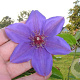 Clematis 'William Kennett' 80 cm rozenpot 2L