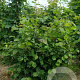 Corylus avellana 200-250 cm draadkluit struik