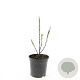 Cotoneaster lucidus 150-175 cm draadkluit struik