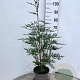 Cupressocyparis leylandii 80-100 cm 4,0L