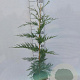 Cupressocyparis leylandii 80-100 cm 4,0L