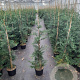 Cupressocyparis leylandii 125-150 cm 7,5L Gestokt