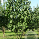 Davidia involucrata 700-800 cm draadkluit meerstammig