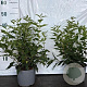 Deutzia lemoinei 30-50 cm 2,0L