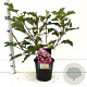 Hydrangea querc. 'Ruby Slippers' 30-40 cm 2,5L