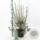 Enkianthus campanulatus 40-50 cm 5,0L