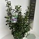 Escallonia 'Iveyi' 50-60 cm 5,0L