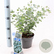 Eucalyptus gunnii 25-30 cm 2,0L