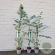 Eucalyptus gunnii 70-75 cm 2,5L