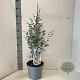 Eucalyptus gunnii Silverana 30-40 cm 5,0L