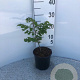 Fagus sylvatica 40-60 cm 2,0L