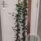 Hedera hibernica 100-125 cm 2,0L